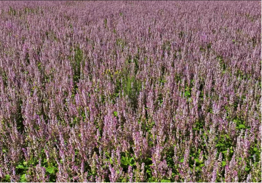 86216d870f550a89afe3547f99fb49e