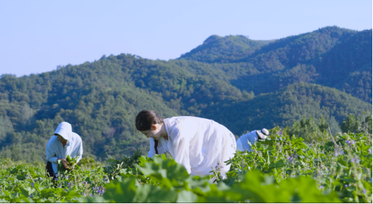 482b533fa56ecfb00d6b0d19a1a6737